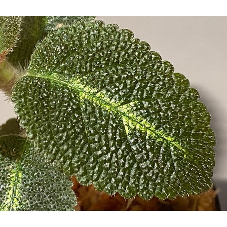 Episcia sp. from Basco Ecuador
