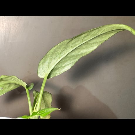 Schismatoglottis sp. from China [カミハタ]