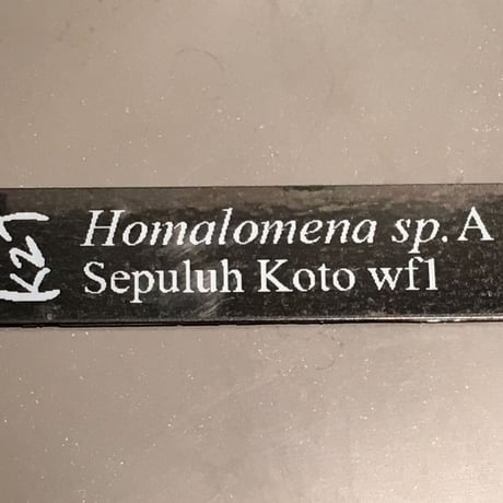 Homalomena sp. A from Sepuluh Koto wf1 (KZTタグ付き)