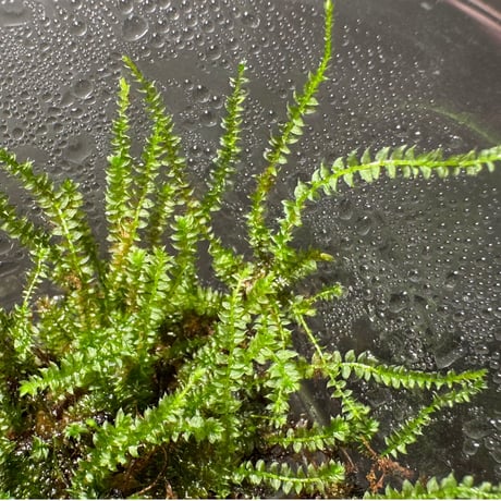 Taxiphyllum sp. from Lake Matano Sulawesi