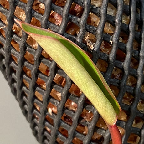 Philodendron sp. from Iquitos Peru [tanakay]
