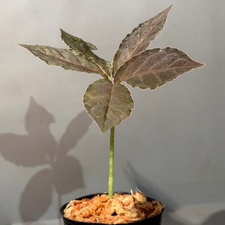 Amorphophallus pendulus from Kapuas hulu West Kalimantan ②