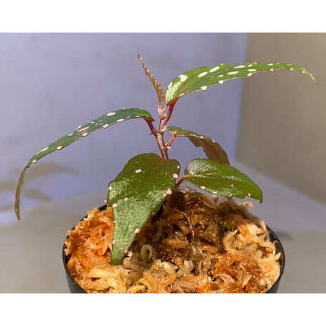 Begonia sp. "Nanga pinoh" Melawi Kal barat [TB]