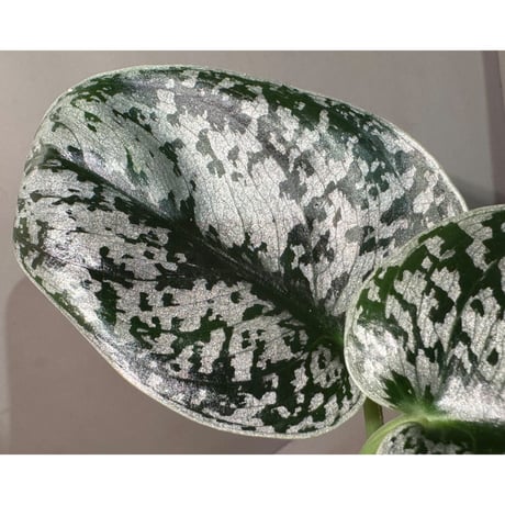 Scindapsus "Jigsaw"