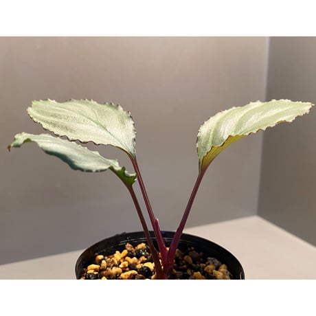 Homalomena 'Rec1-29' K0718-f1 [KZT]