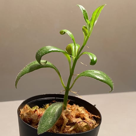 Columnea cf. crassifolia from Colombia [LA0316-03-f1]