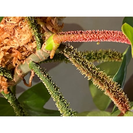 Philodendron squamiferum ①