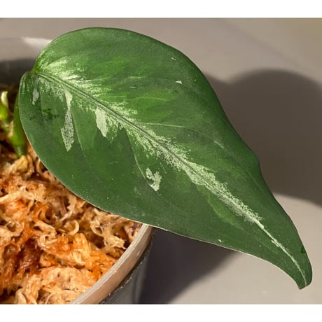 Aglaonema pictum tricolor from Aceh sumatera [LA0816-03j]