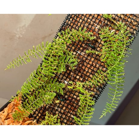 Lindsaea repens from Landak West Kalimantan