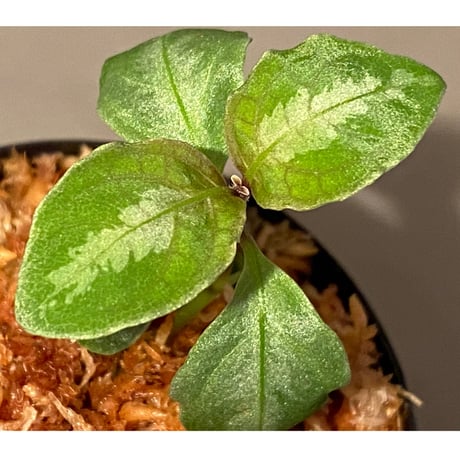 Unknown from Sarawak