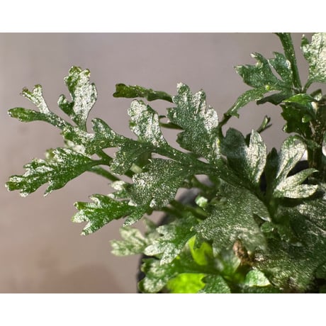 Bolbitis heteroclita cuspidata