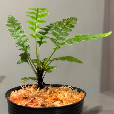 Blechnum obtusatum var. obtusatum from New Caledonia (固有種)