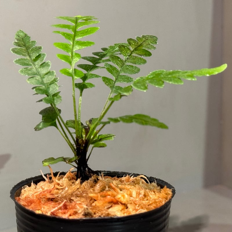 Blechnum obtusatum var. obtusatum from New Cale