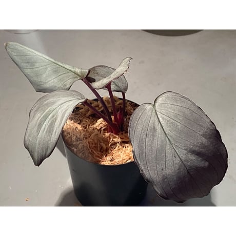 Homalomena sp. "Imperial Japanese Navy" from Resum P.Lingga [AZ0517-11]②