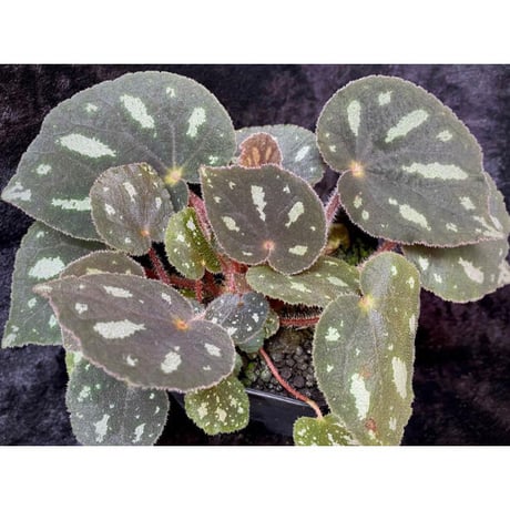 Begonia sp. from Cao Bang [YH050519] TK