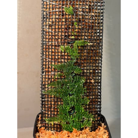 Teratophyllum sp. from Kapuas Kalimantan barat