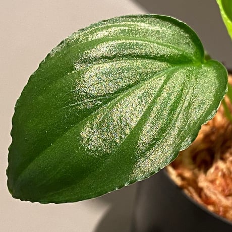 Homalomena sp. "Emerald Silver × ?" wf1 from Kepulauan Riau [KZT]