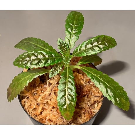 Nautilocalyx pemphidius