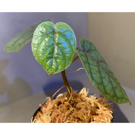Pterisanthes sp. from Sabah-1 [R0515-01a]
