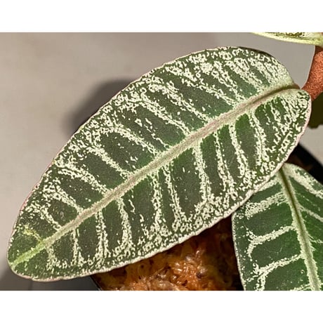 Labisia sp. from Riau