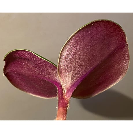 Geogenanthus ciliatus from Ecuador [tanakay]
