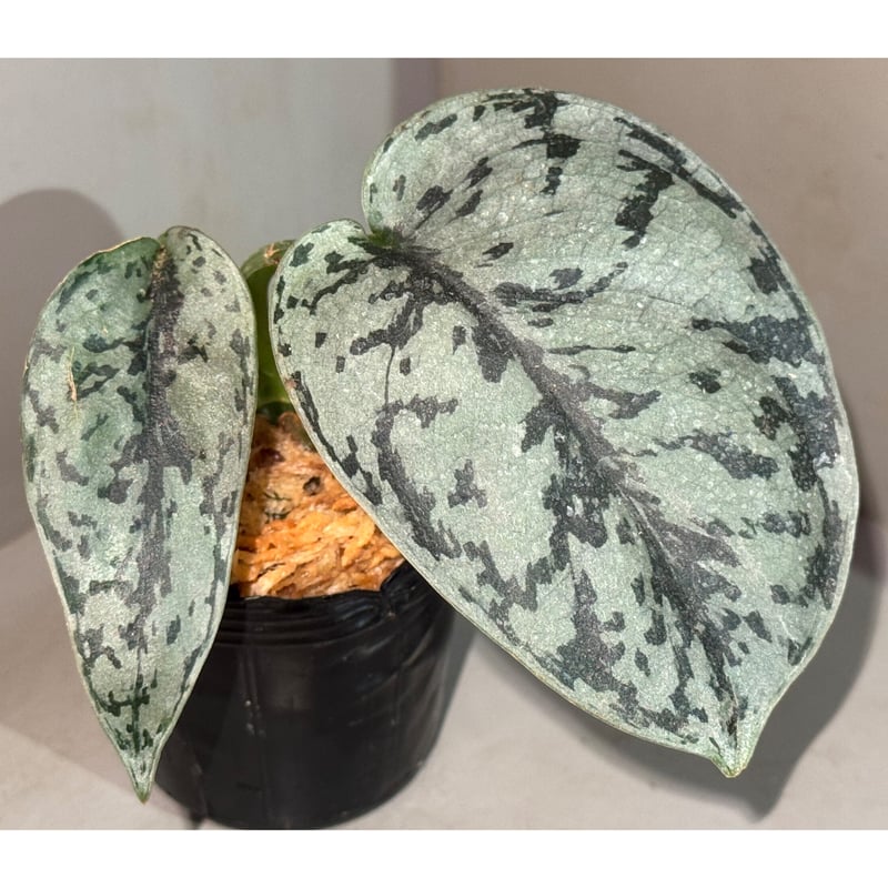 レア！　Scindapsus Lakambini スキンダプサス・ラカンビニ スキンダプサス ラカンビニ / Scindapsus lakambini (3) – Nakayama-Plants