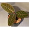 Labisia sp. from Riau sumatera