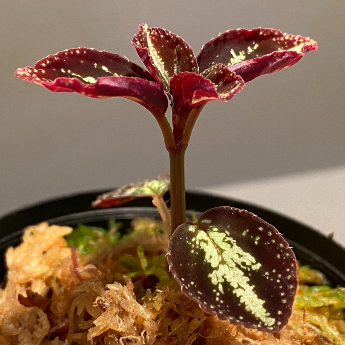 Sonerila calophylla | M・R・G・R