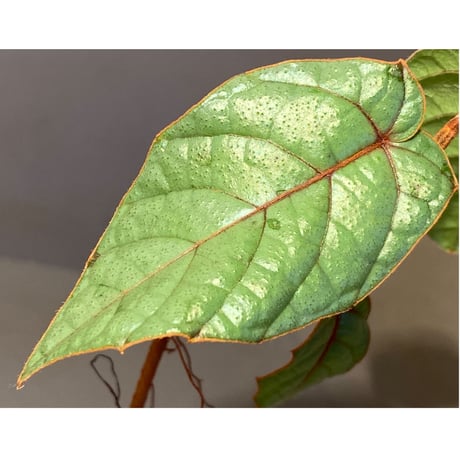 Pterisanthes sp. from Sabah-1 [R0515-01a]