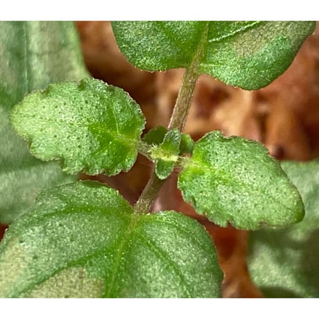 Hemigraphis reptans from Mindanao [KSB]