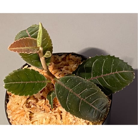 Labisia sp. from Riau Sumatera