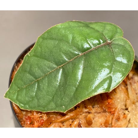 Pterisanthes sp. from Sabah-1 [R0515-01a]