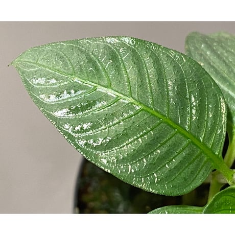 Ophiorrhiza sp. from Selangor [TK]