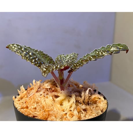 Nautilocalyx sp. 伊藤蟻植物農園