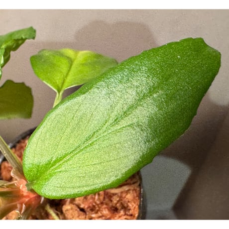 Homalomena sp. "Lingga-1 type GR" Pulau Lingga  [HW0622-01]
