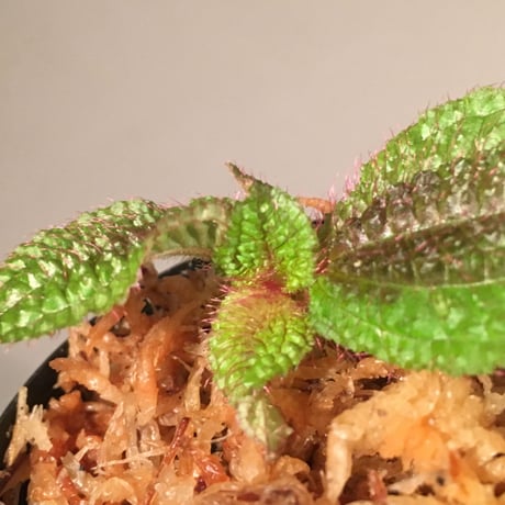 Bertolonia marmorata from Brazil