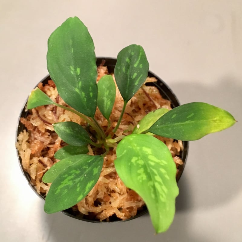 Piptospatha ridleyi from Malay Peninsula [KN] |