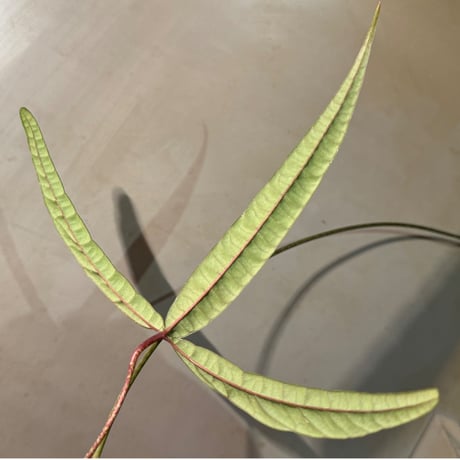 Anthurium cutucuense 伊藤蟻植物農園