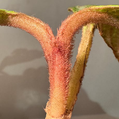 Acranthera sp. from Sekadau