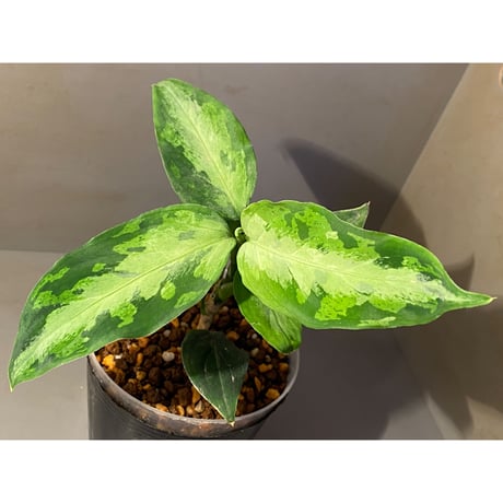 Aglaonema pictum "Eureka Mk-2" DFS from Sumatra barat [AZ0912-1]
