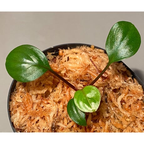Homalomena terajaensis "Labi" Brown Brunei [TB]