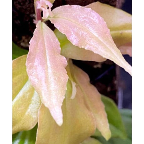 Medinilla sp. from Nueva Vizcaya Luzon Philippines