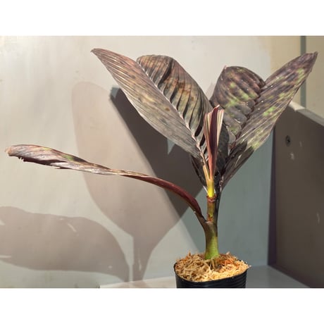 Pinanga veitchii from Sanggau West Kalimantan ②