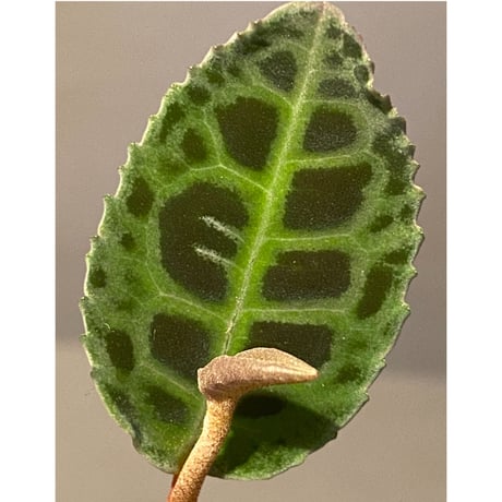 Labisia sp. from Riau sumatera [LA0815-01]