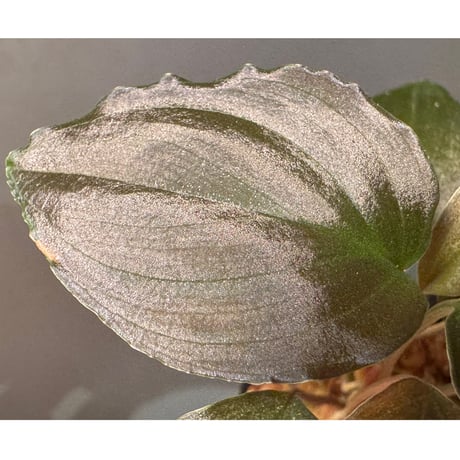 Homalomena sp. "Black Sapphire" from Kepulauan riau
