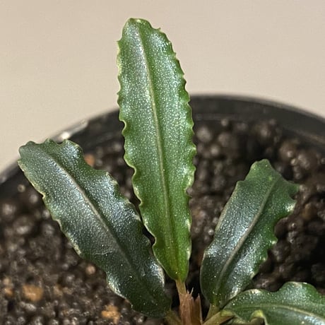 Bucephalandra sp. from "Mangat" [MF0417-2A]