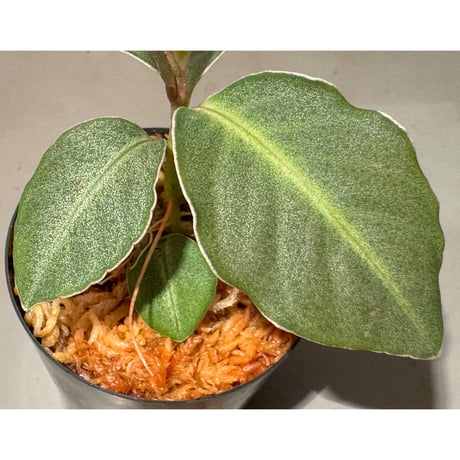Ardisia sp. from Saripoi [LA0515-02]