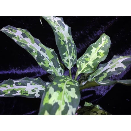 Aglaonema pictum JCS from  Sumatera Barat [AZ0413-2a]