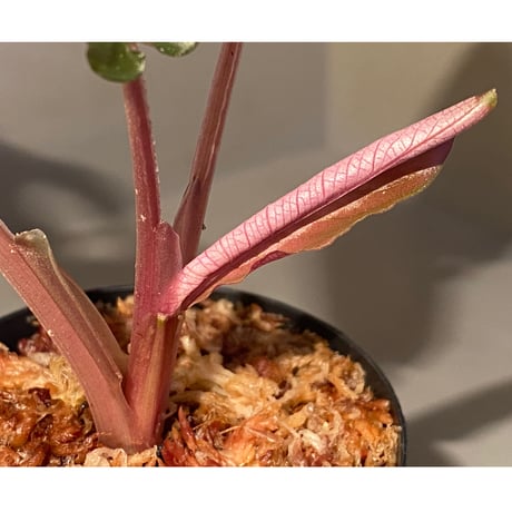 Schismatoglottis sp. "Gunung Saran" Kalimantan barat" [TB]