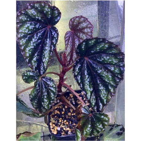 Begonia handelii var. prostrata from Viet Nam